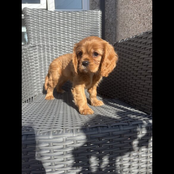 Cavalier King Charles Spaniel - Both