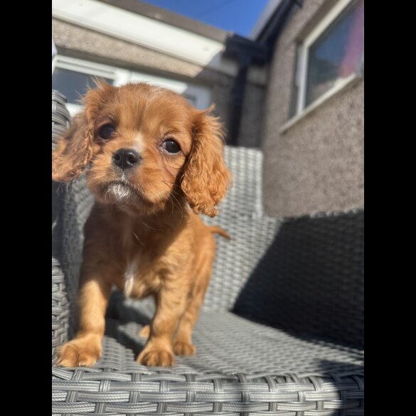Cavalier King Charles Spaniel - Both