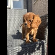 Cavalier King Charles Spaniel - Both