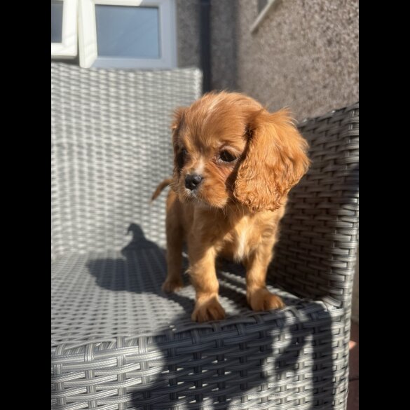 Cavalier King Charles Spaniel - Both