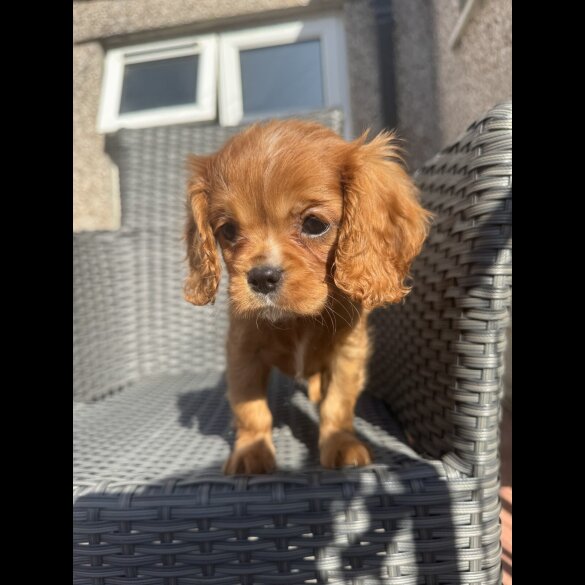 Cavalier King Charles Spaniel - Both