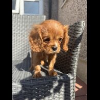 Cavalier King Charles Spaniel - Both