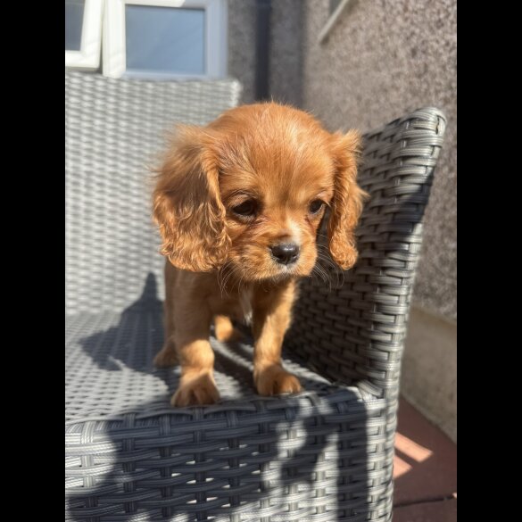Cavalier King Charles Spaniel - Both