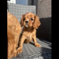 Cavalier King Charles Spaniel - Both