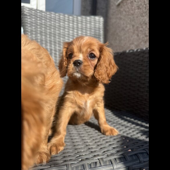 Cavalier King Charles Spaniel - Both