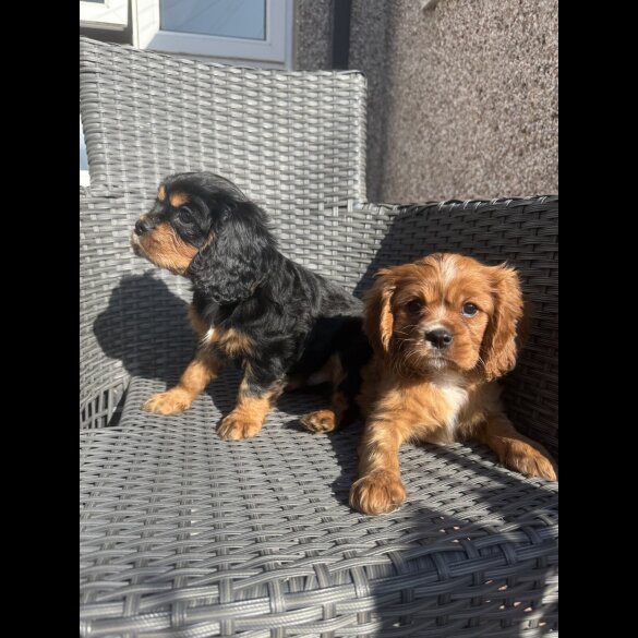 Cavalier King Charles Spaniel - Both