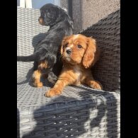 Cavalier King Charles Spaniel - Both