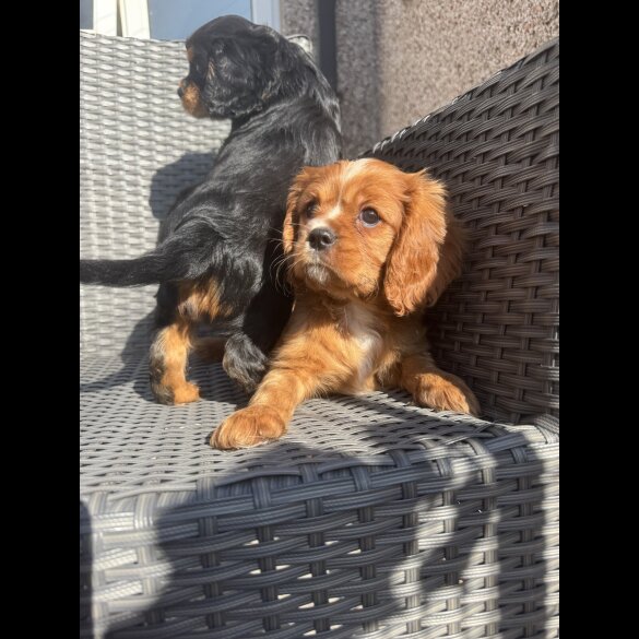 Cavalier King Charles Spaniel - Both