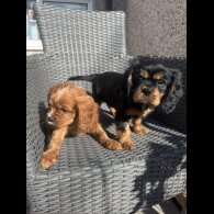 Cavalier King Charles Spaniel - Both
