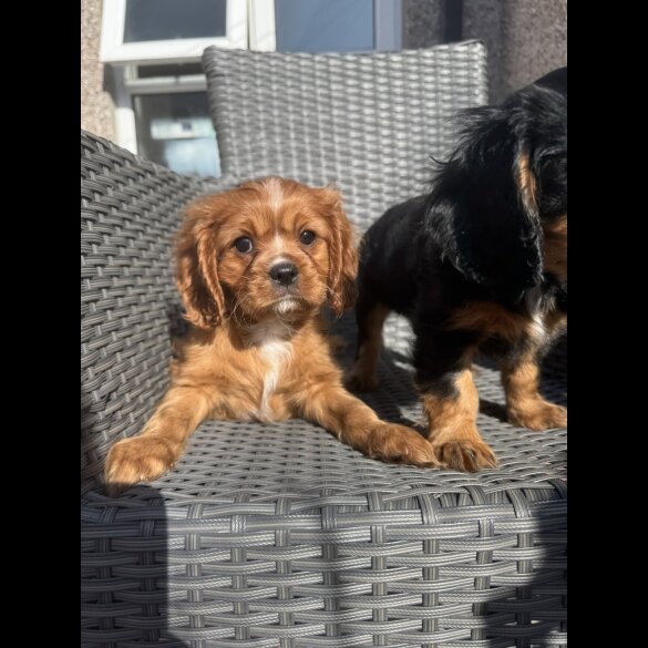 Cavalier King Charles Spaniel - Both