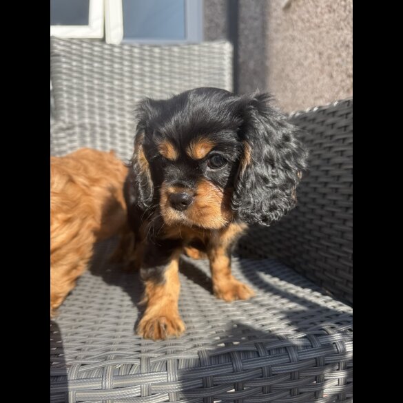 Cavalier King Charles Spaniel - Both