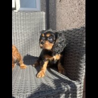 Cavalier King Charles Spaniel - Both