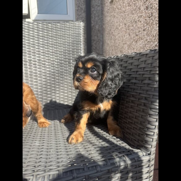 Cavalier King Charles Spaniel - Both