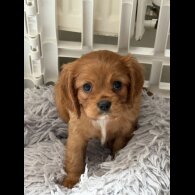 Cavalier King Charles Spaniel - Both