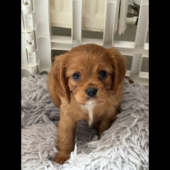 Cavalier King Charles Spaniel - Both