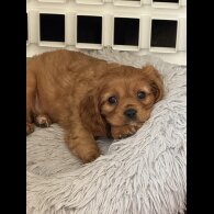 Cavalier King Charles Spaniel - Both
