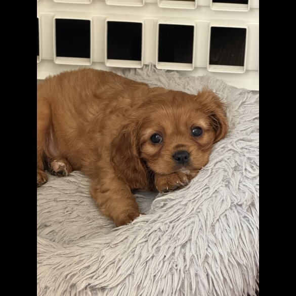Cavalier King Charles Spaniel - Both