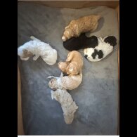 Cavapoo - Both