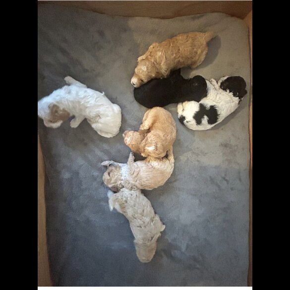 Cavapoo - Both