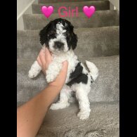 Cavapoo - Both