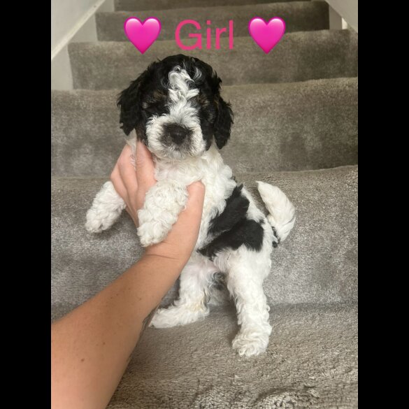 Cavapoo - Both