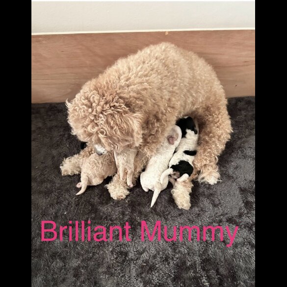 Cavapoo - Both