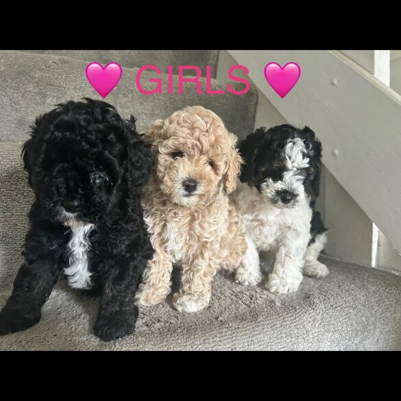 Cavapoo - Both