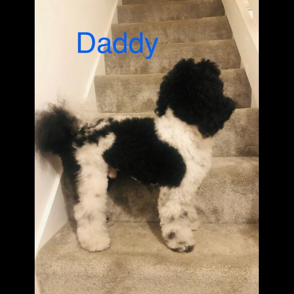 Cavapoo - Both