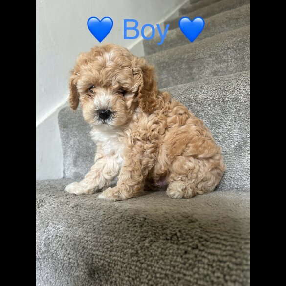 Cavapoo - Both