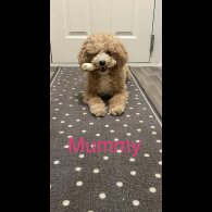 Cavapoo - Both