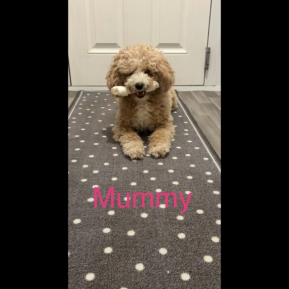 Cavapoo - Both
