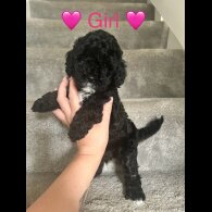 Cavapoo - Both