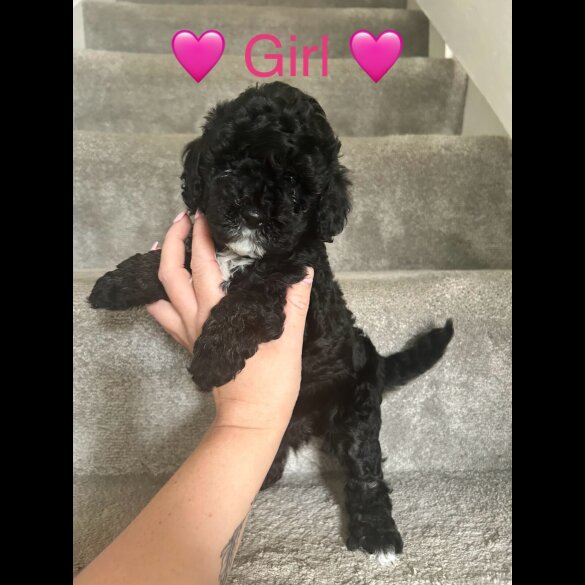 Cavapoo - Both