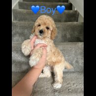 Cavapoo - Both