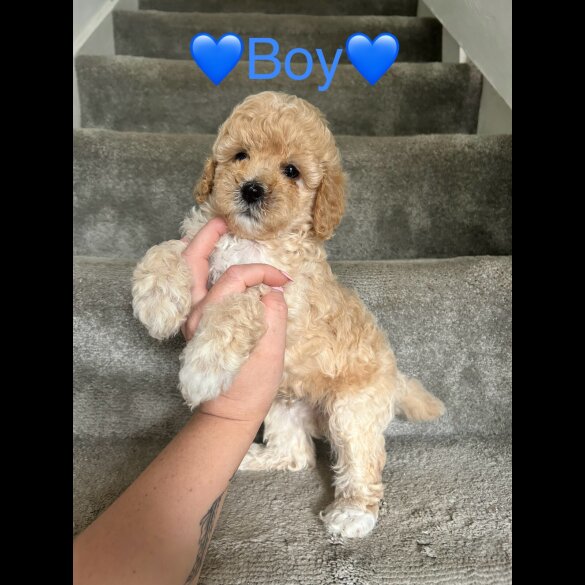 Cavapoo - Both