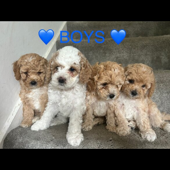 Cavapoo - Both