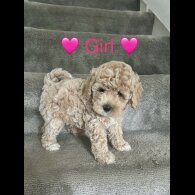 Cavapoo - Both