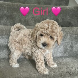 Cavapoo - Both