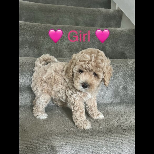 Cavapoo - Both
