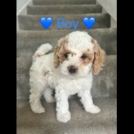 Cavapoo - Both