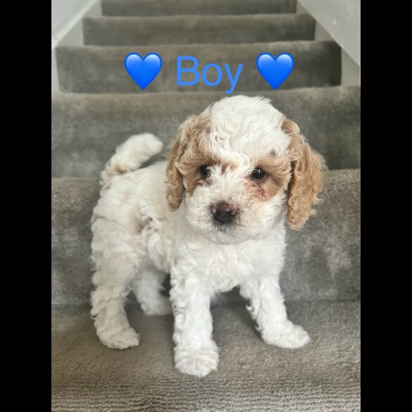 Cavapoo - Both