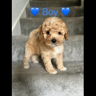 Cavapoo - Both