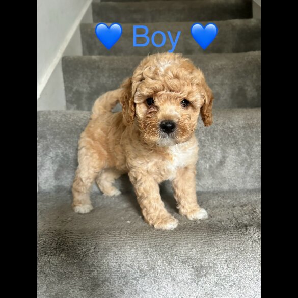 Cavapoo - Both