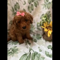 Cavapoo - Bitches