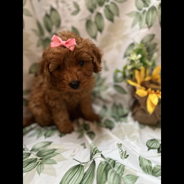 Cavapoo - Bitches