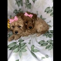 Cavapoo - Bitches