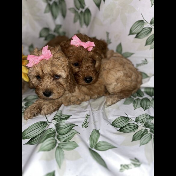 Cavapoo - Bitches