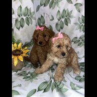 Cavapoo - Bitches