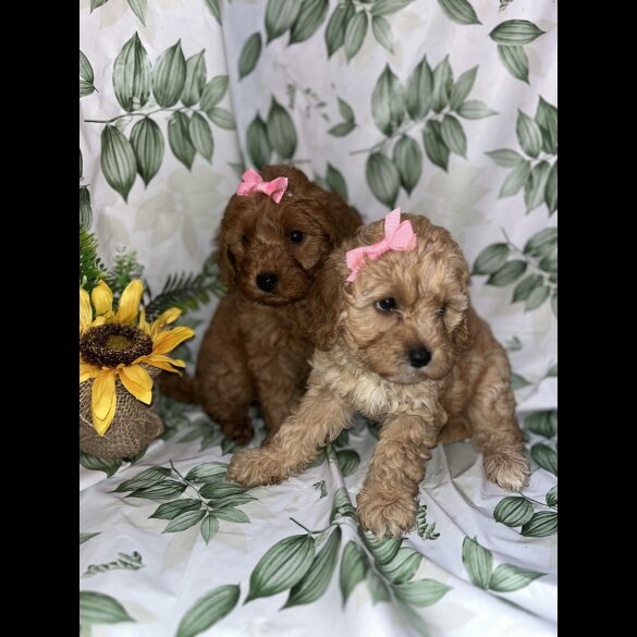 Cavapoo - Bitches
