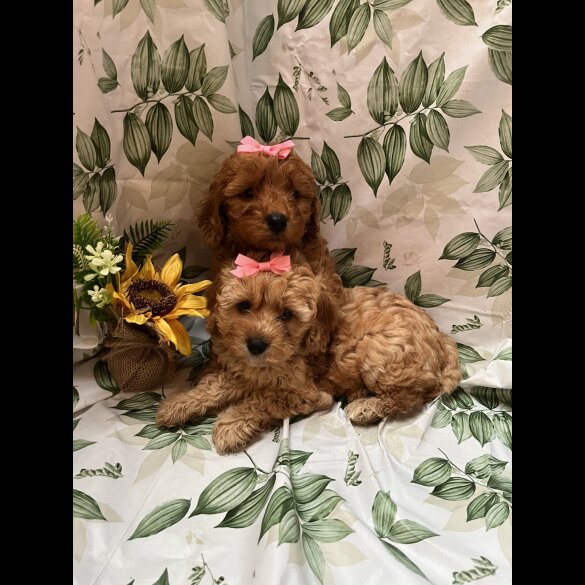 Cavapoo - Bitches